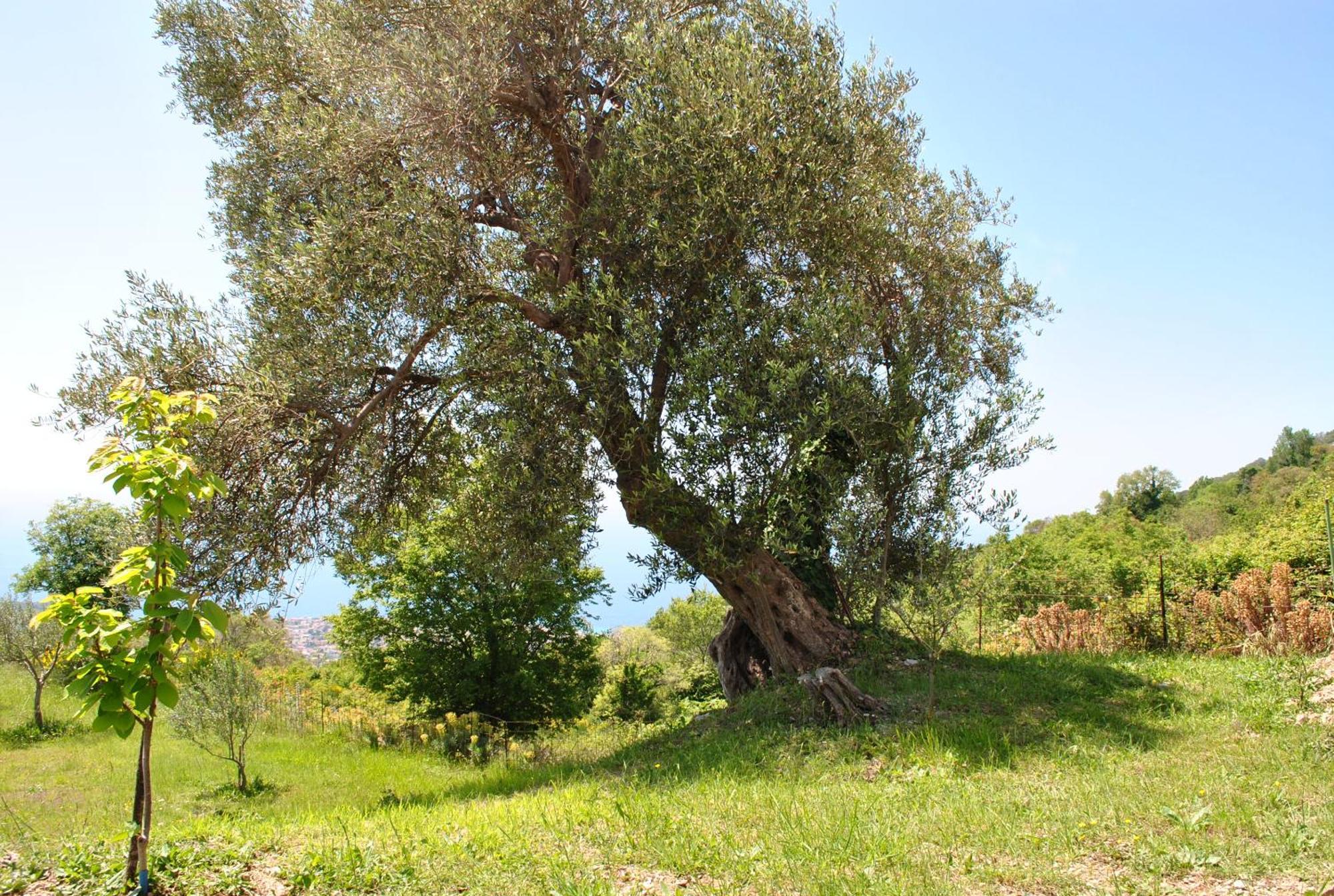 Country Home Dolac Bar Luaran gambar